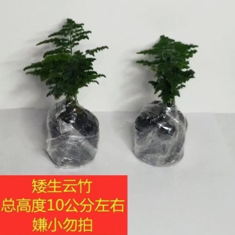 云竹小盆景正宗h唐山矮文竹中国风假山盆景办公室桌面盆栽迷你绿