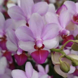 桌面款淡香:小粉蝶2.8L寸杯开花或者花苞