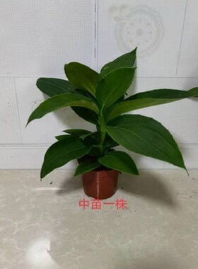 宝莲灯花盆栽专用椰砖宫灯美丁花苗E四季开花好养易活客厅室内绿