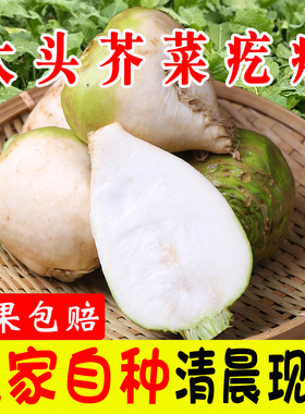 现挖新鲜芥菜疙瘩大头菜生辣老式腌咸菜丝下饭净蔬菜农家自种河南