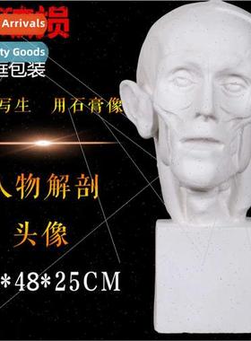 Art Plaster Teaching Aids Plaster Plaster Figures Plaster He