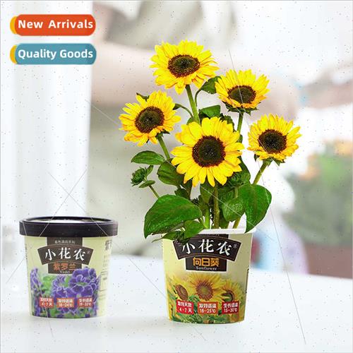 Spring colorful garden 12pcs/set kindergarten DIY planting s