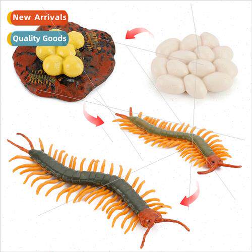 Centipede growth cycle model children science education rept