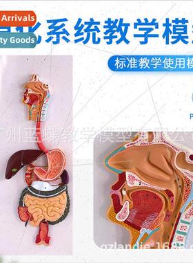 Anatomical digestive Anatomical human digestive ver model St