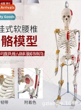 85CM Human Bone wh Nerve Muscle Coloring gament Model Spine