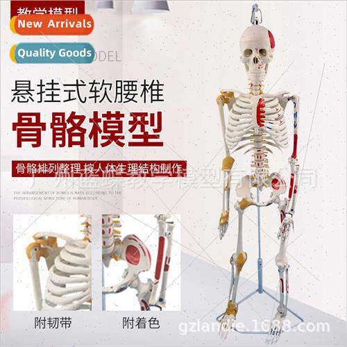 85CM Human Bone wh Nerve Muscle Coloring gament Model Spine