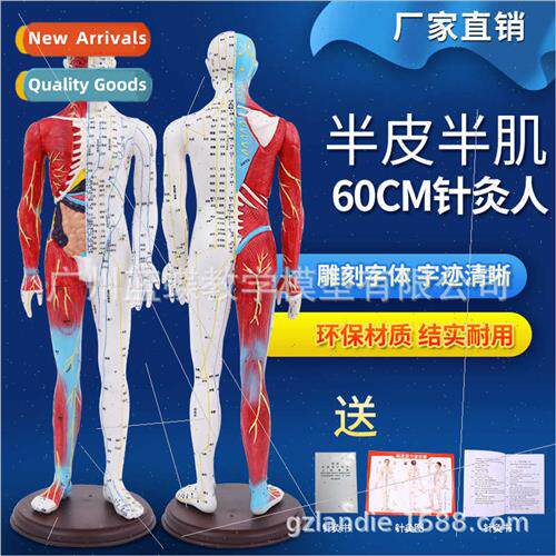 human body acupuncture point model reflex zone meridian mass