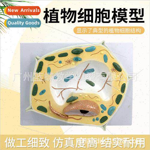 Plant cell model Teaching model Plant microscopic specimen T