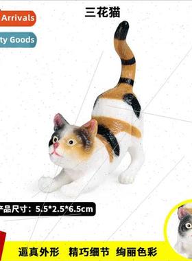 static solid cat model domestic cat wild cat yellow cat Birm