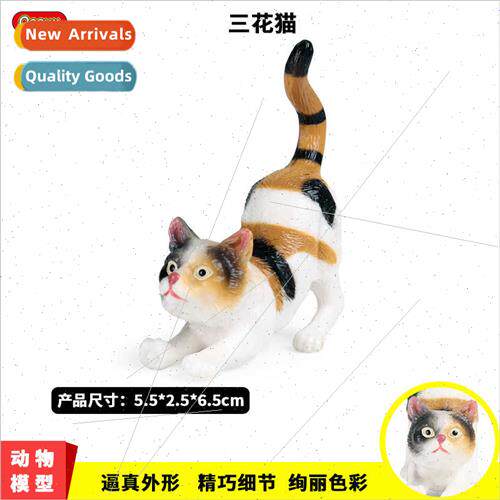 static solid cat model domestic cat wild cat yellow cat Birm