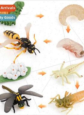 mulation wild insects animals dragonfly wasp model growth cy
