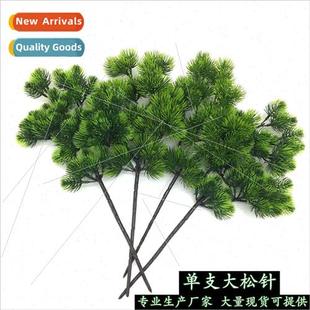 single plants wall needle Green pine connected plant