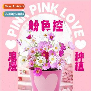 Office Greenery Small Potted Plants Magical Plants Indoor Mi