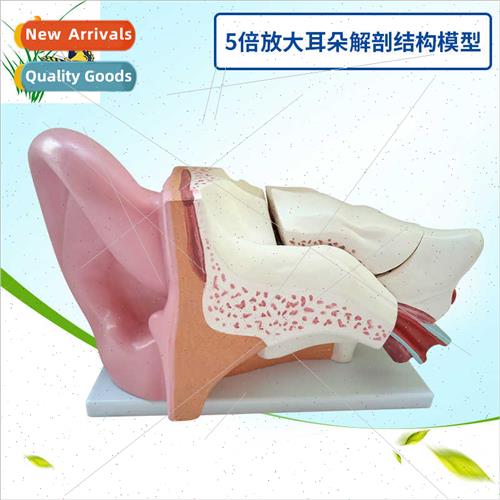 5X magnification ear anatomy Inner ear labyrinth model ENT h