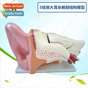 5X magnification ear anatomy Inner ear labyrinth model ENT h