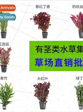 Aquascape aquatic plants stems aquatic plants green feather