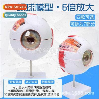 medical human eyeball anatomical model five senses ophthalmo