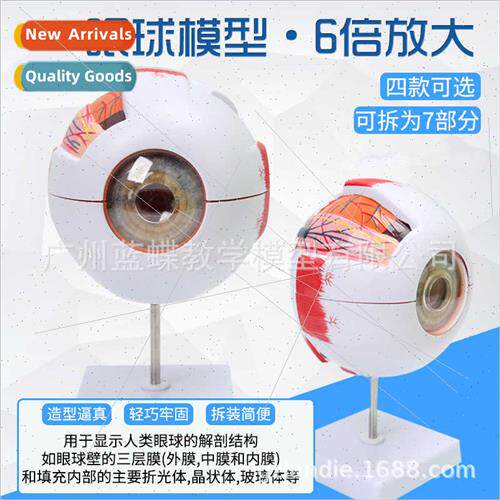 medical human eyeball anatomical model five senses ophthalmo