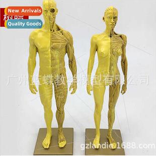 30cm Art Resin Muscle Skeleton Anatomy Human Model Structura