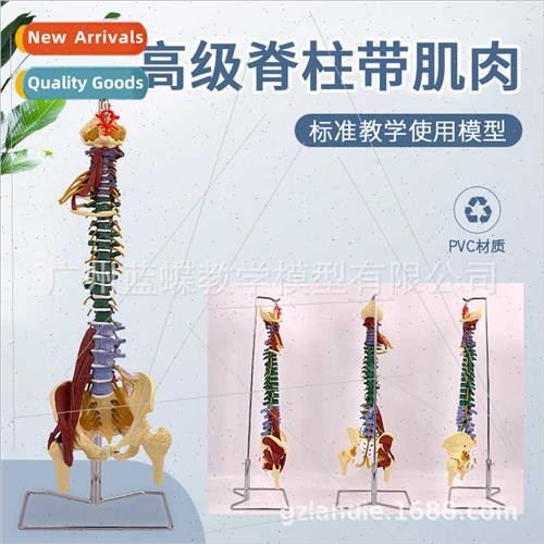 Human 1:1 multifunctional spine model wh neuromuscular ligam