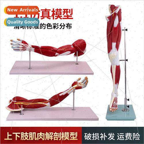 Medical Human Lower Exmy Muscle Vascular Nerve Model Leg Mot
