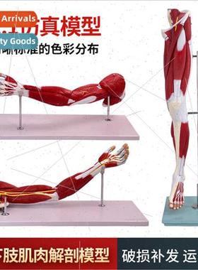 Medical Human Lower Exmy Muscle Vascular Nerve Model Leg Mot
