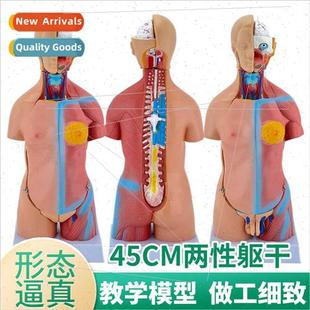 detachable pcs 45CM anatomy torso human mode hermaphrodic