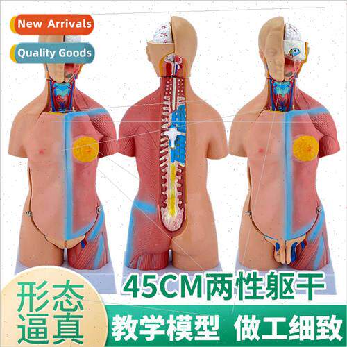 45CM hermaphrodic torso detachable 23 pcs human anatomy mode