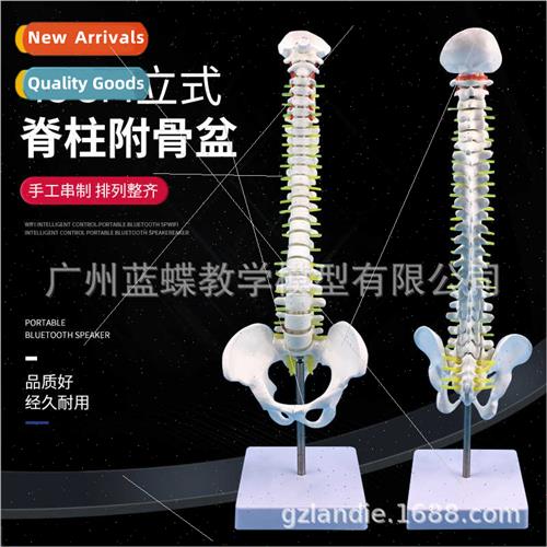 45CM human spine model spine model cervical artery thoracic