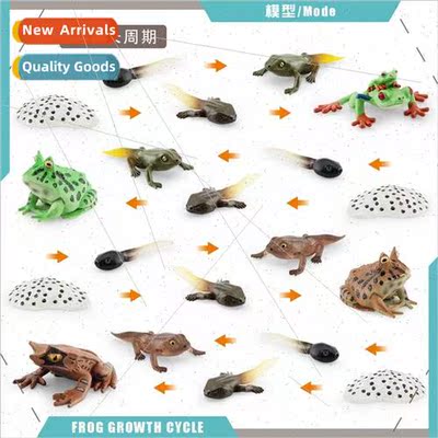 Children early education cognive red-eyed frog horned frog t