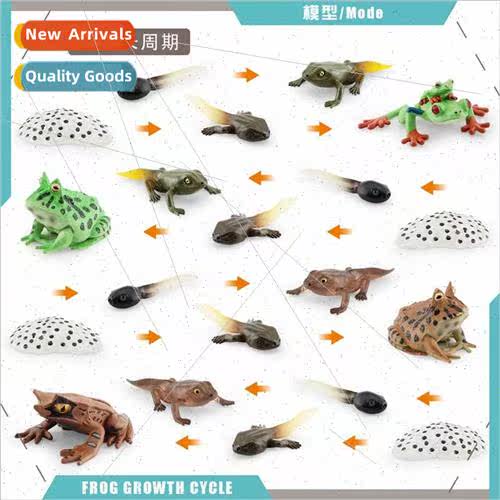 Children early education cognive red-eyed frog horned frog t