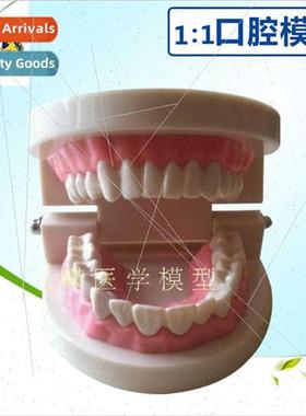 Human teeth brushing demonstration model Natural large care
