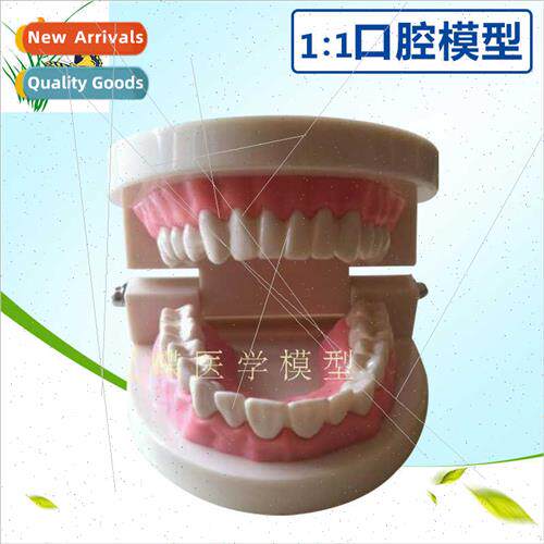 Human teeth brushing demonstration model Natural large care