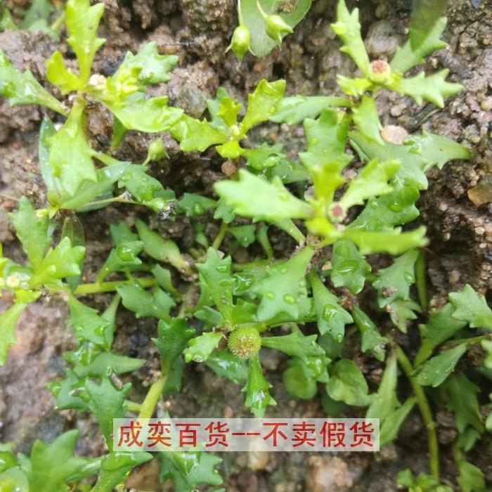 野生鹅不食草种子 鹅不食草苗鲜草 鹅不食草种苗食胡荽种子可盆栽