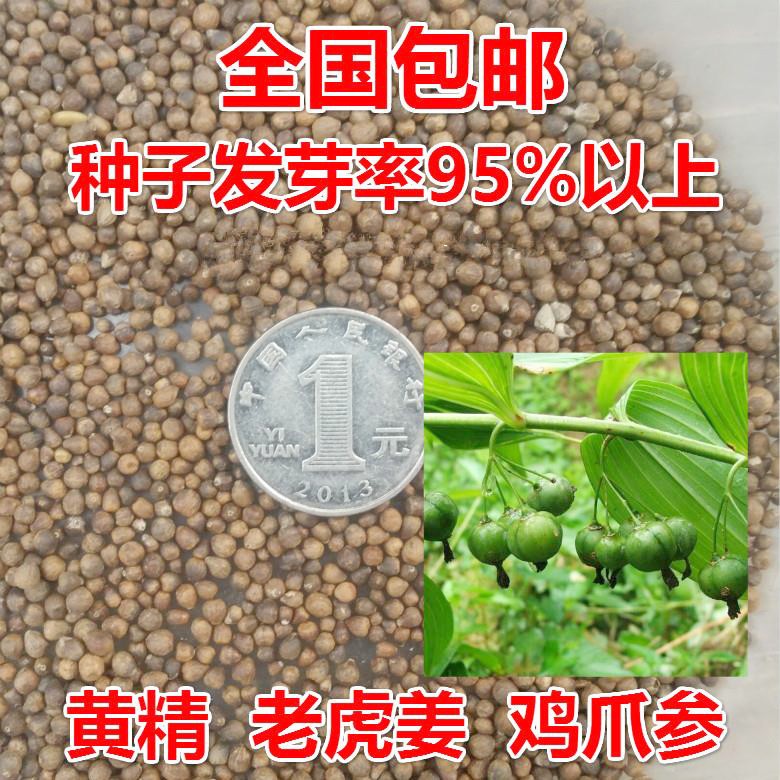 黄精种子鸡头精老虎姜