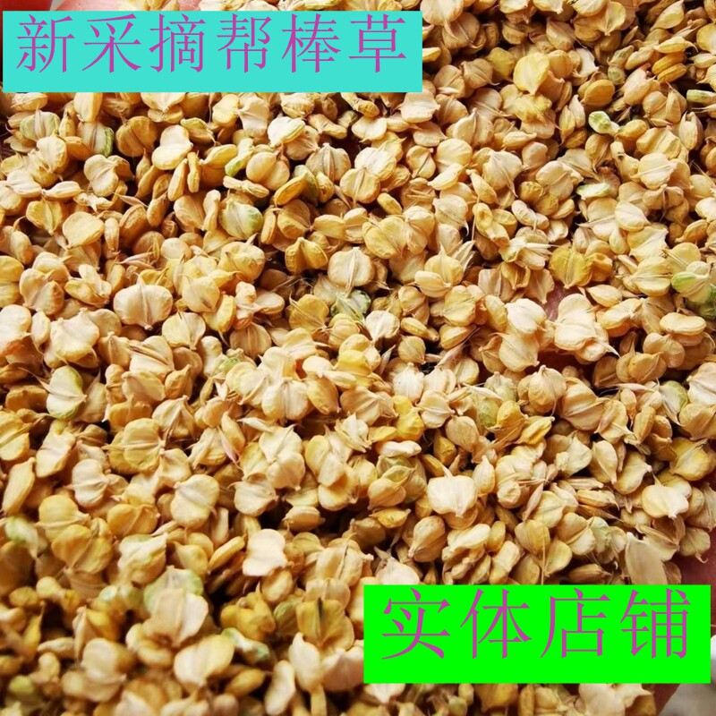 棒棒草种耐低温抗寒挺水苦梗草种水粺菵草小龙虾养殖水草