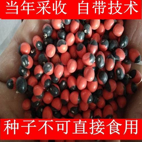 鸡骨草种子柠曼斯批发零售