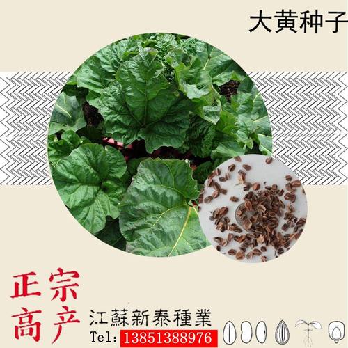 药材大黄种子马蹄牛舌水根包邮