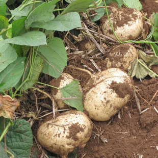 牧马山地瓜种子种籽水果凉薯特大香甜早熟白番薯沙葛土瓜四川