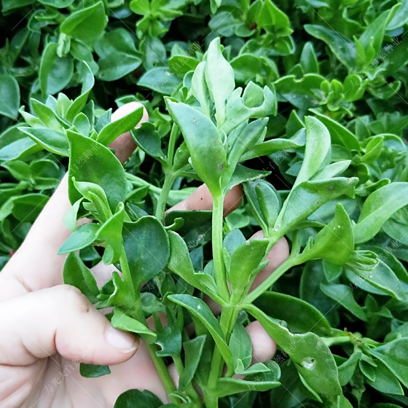 菜用穿心莲种子 保健特菜田七三七 播种盆栽养心菜凉拌蔬菜籽