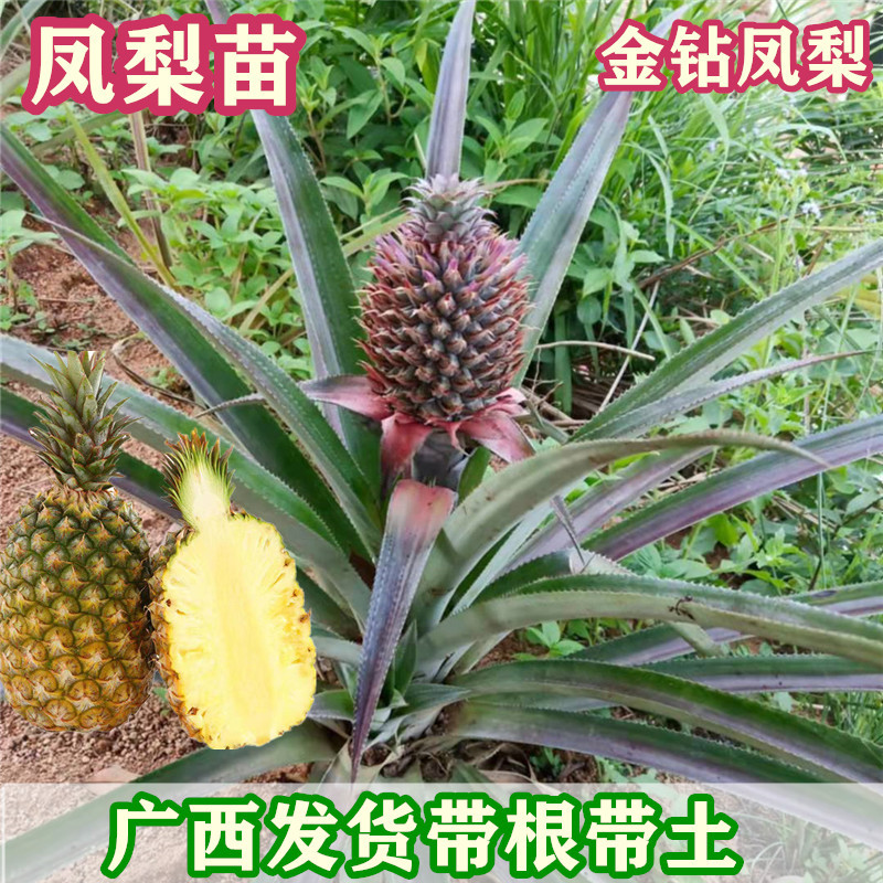 凤梨苗包邮地菠萝苗金钻凤梨苗庭院阳台盆栽地栽四季种植带根带土