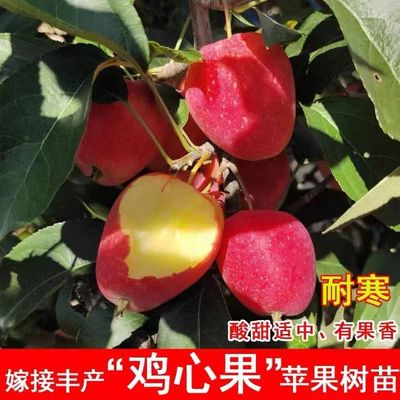 小苹果树果苗南北方庭院地栽种植盆栽当年结果嫁接耐寒鸡心苹果苗