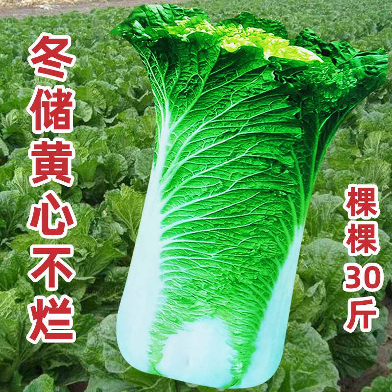 东北大白菜种子黄心冬储不烂秋季白菜种籽农家白帮直筒型蔬菜种孑