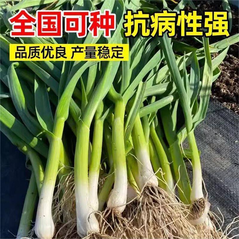 红头蒜苗种子四季播大蒜苗种子阳台盆栽棚种香蒜硬叶蒜苗蒜苗种籽