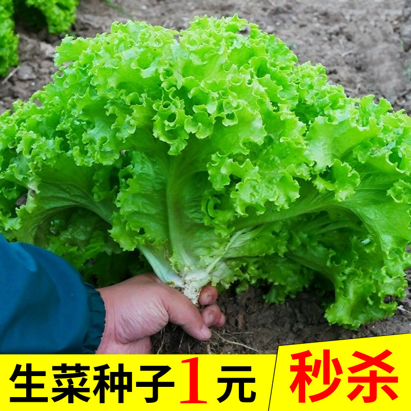 四季玻璃生菜种子奶油青蔬沙拉小