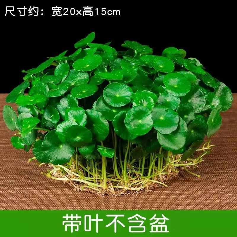 带叶铜钱草水培盆栽植物室内小绿