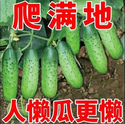 青旱黄瓜水果四季种子苗