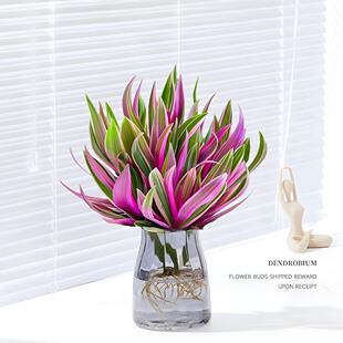 水培植物紫露兰吊兰小盆栽油画婚礼室内花卉办公室绿植四季好养活