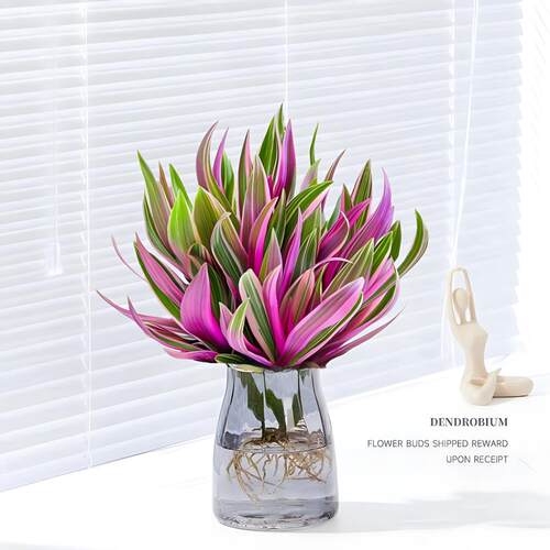 水培植物紫露兰吊小盆栽油