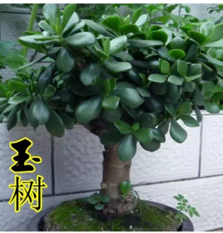 老桩大叶玉树盆栽室内花卉绿植多肉新花月锦姬红花月